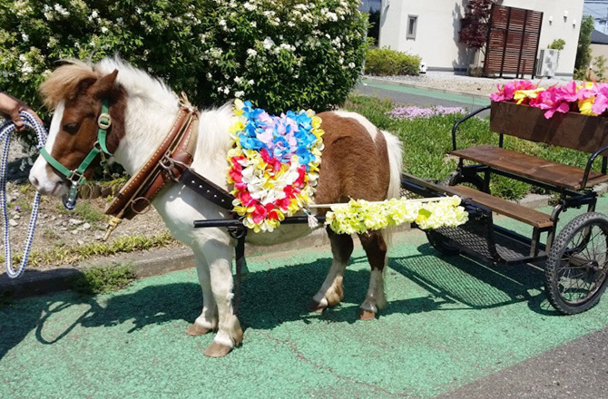 【アイフルホーム三郷店】ポニー馬車に乗ろう