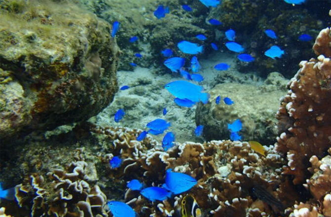 【アイフルホーム三郷店】移動水族館がやってくる